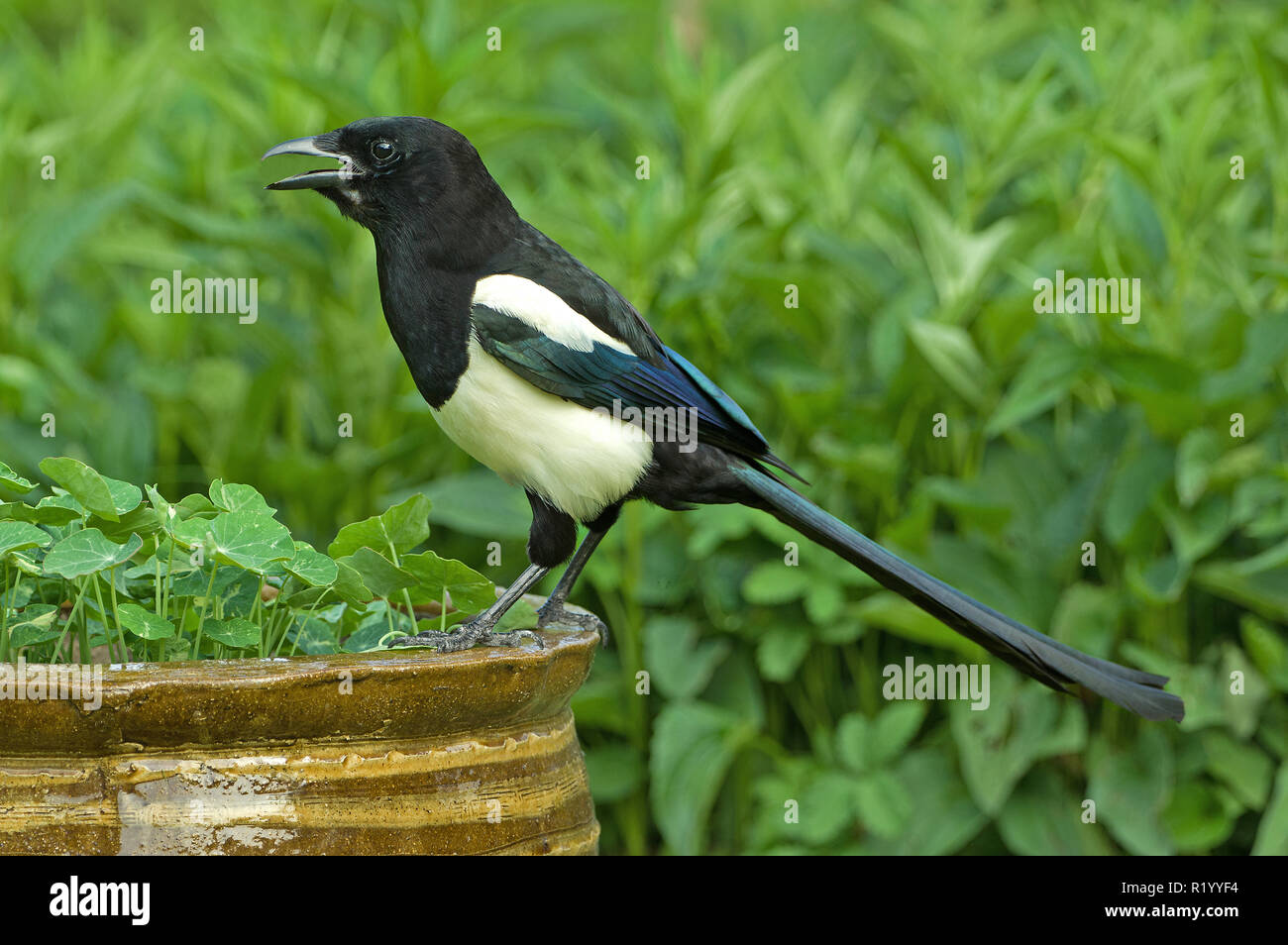 Gazza (Pica pica) in un giardino, in piedi su un vaso di fiori. Germania Foto Stock