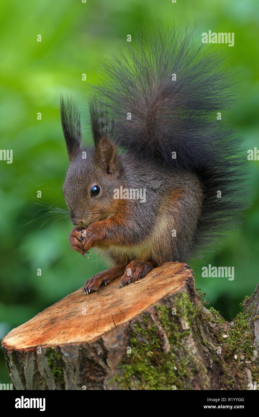 Red scoiattolo (Sciurus vulgaris). Adulto seduto su un ceppo di albero, mangiare. Germania Foto Stock