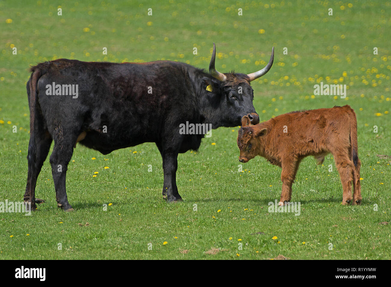 Ricreato uro, Heck Bovini (Bos primigenius primigenius). Vacca vitello di leccatura su un prato. Germania Foto Stock