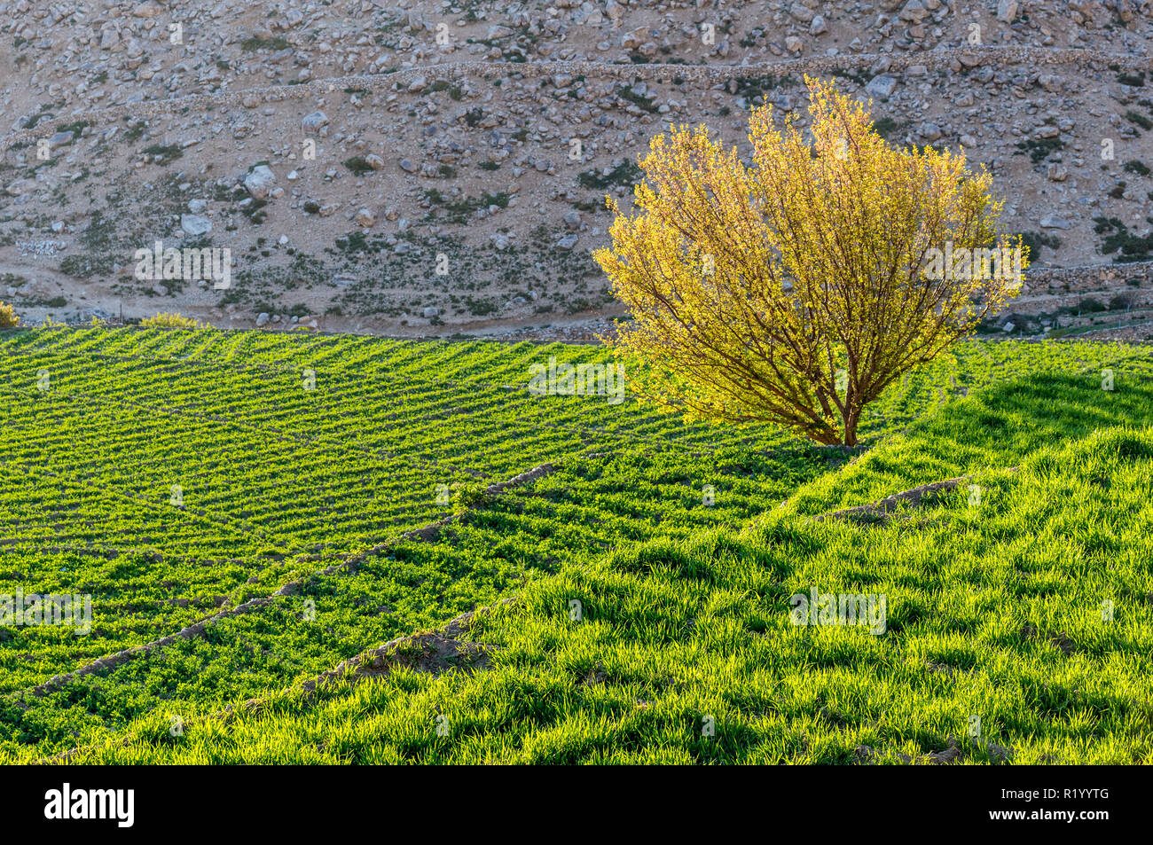 Un albero di albicocca fioritura entro il verde brillante dei campi Foto Stock