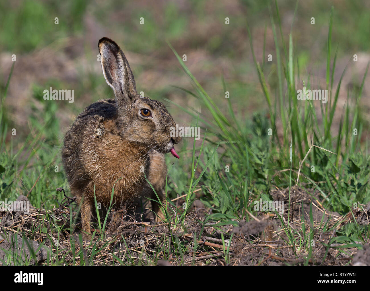 Unione lepre (Lepus europaeus). Adulto presso il bordo di un campo, mangiare. Austria Foto Stock