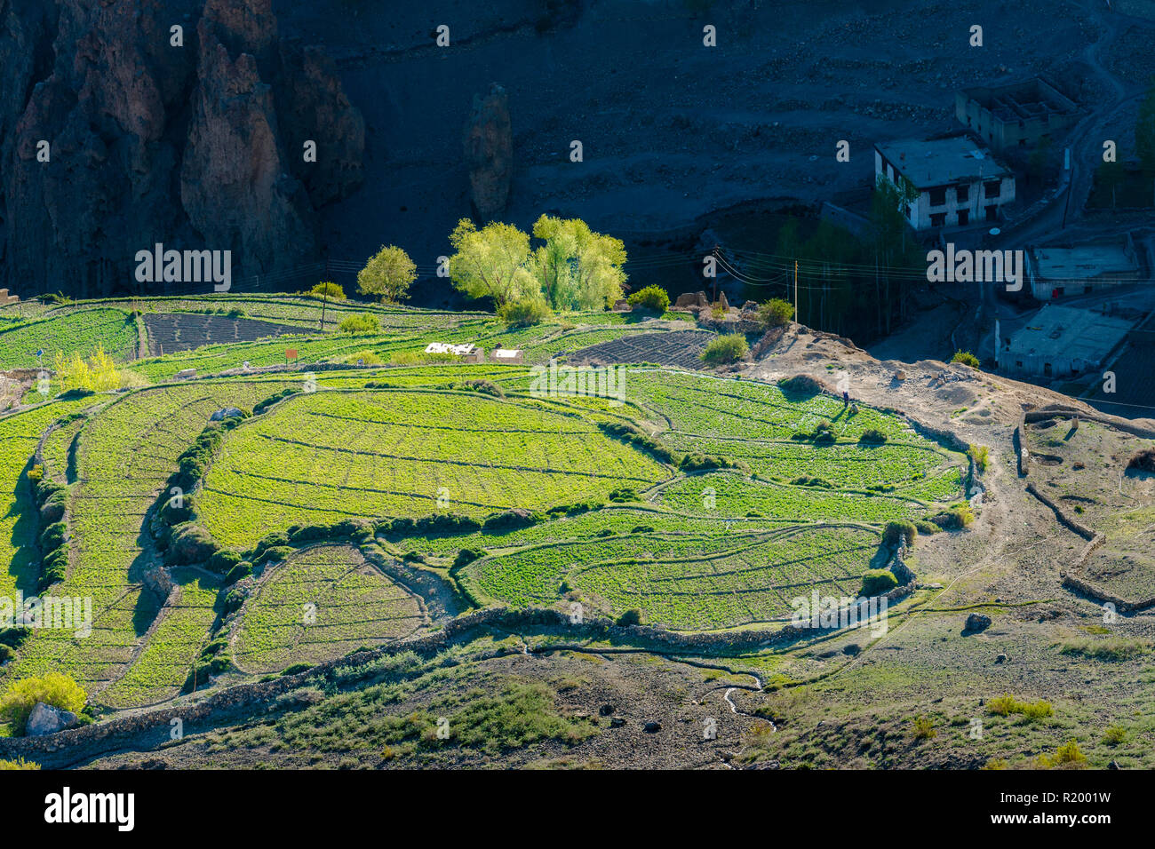 Terrazza verde campi, disposto tra le pareti di pietra, appartengono a Dankhar villaggio, che si trova in alto al di sopra della valle di Spiti Foto Stock
