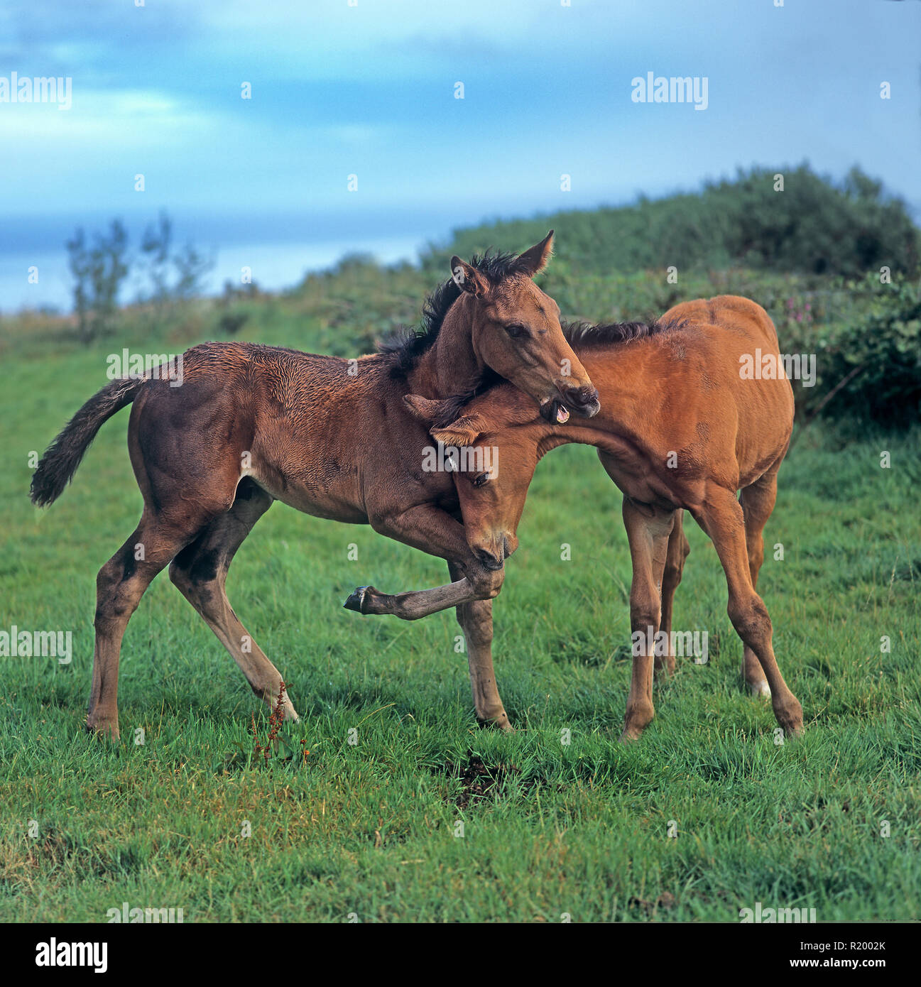 Cleveland Bay a cavallo. Due puledri giocando su un prato. Gran Bretagna Foto Stock