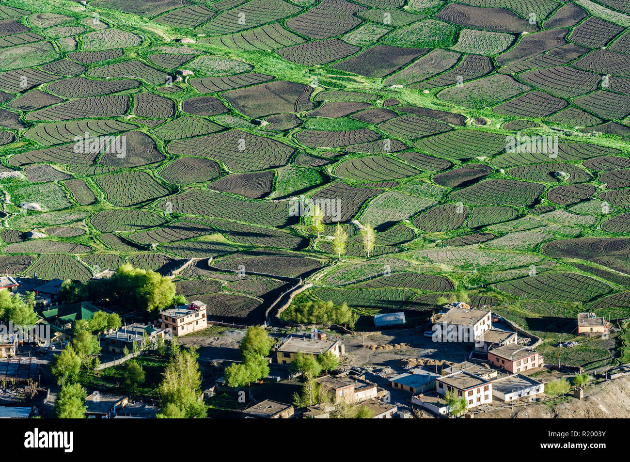 Vista aerea su alcune case di Kaza, il Campidoglio della Spiti Valley, e collegato verdi campi Foto Stock