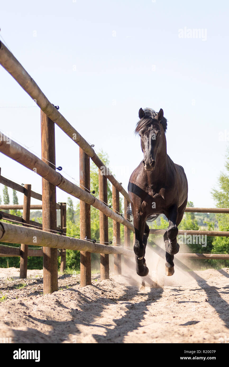 Hanoverian cavallo. Stallone nero al galoppo in un paddock. Germania Foto Stock