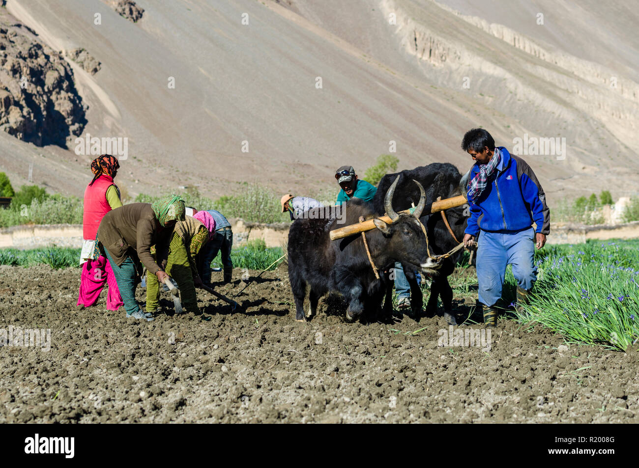 Un contadino locale arando un campo utilizzando buoi, in alta altitudine della Spiti Valley Foto Stock