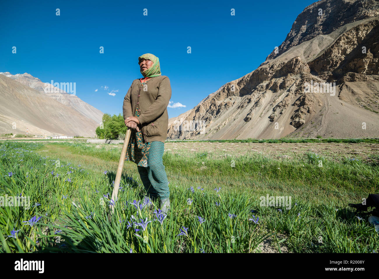 Una donna locale lavora su un campo in alta quota della Spiti Valley, avente un breve riposo Foto Stock