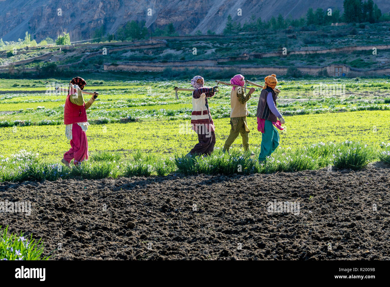 Quattro donne locali finito di lavorare su un campo in alta quota della Spiti Valley, tornare indietro a piedi per le loro case Foto Stock