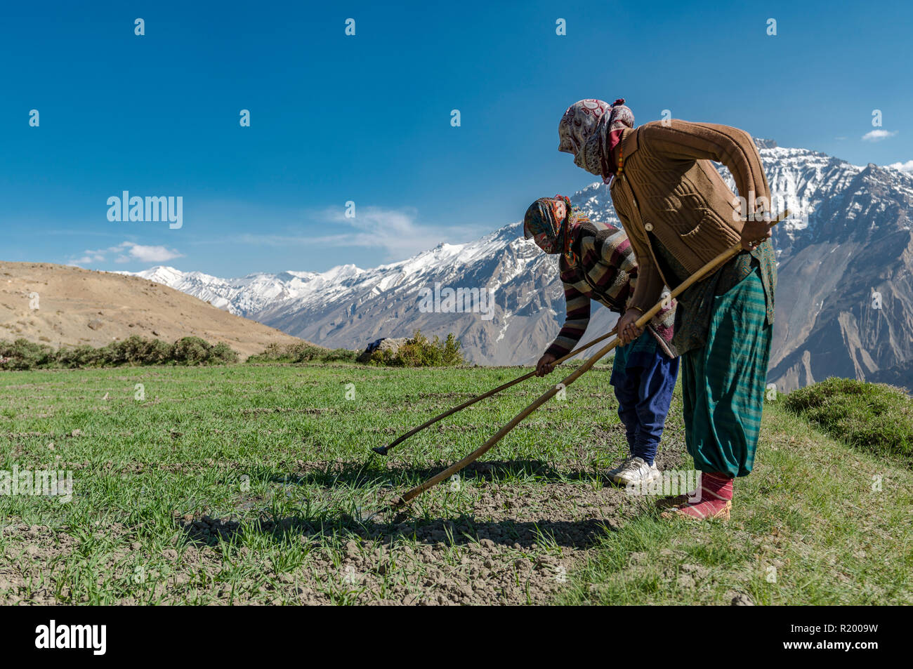 Due donne locali lavorando su un campo in alta quota della Spiti Valley, montagne coperte di neve in background Foto Stock