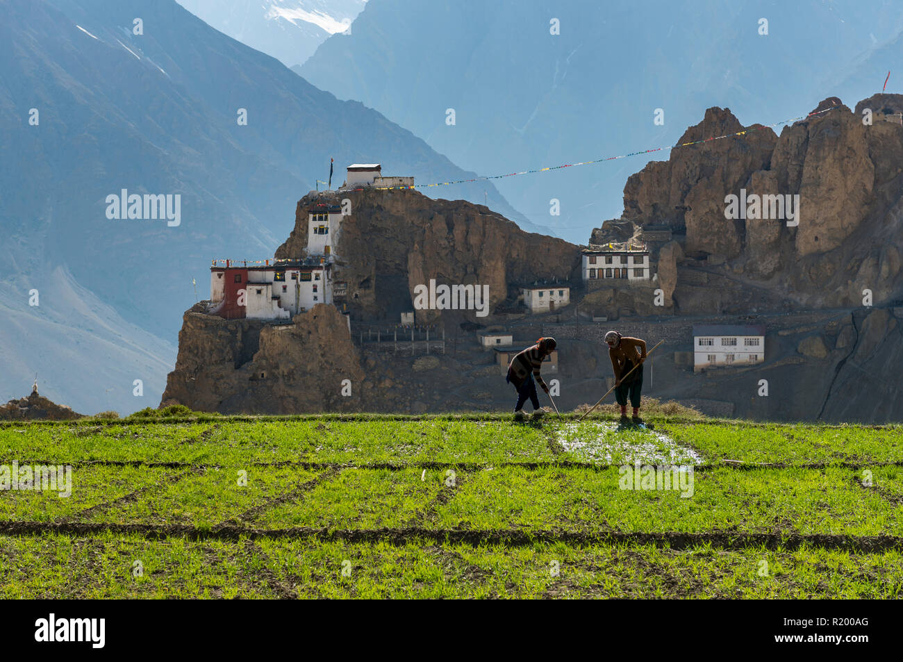 Due donne locali lavorando su un campo in alta quota della Spiti Valley, Dankhar Gompa, monastero, in background Foto Stock