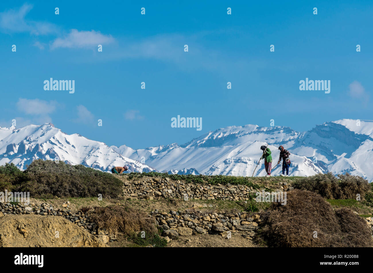 Due donne locali lavorando su un campo in alta quota della Spiti Valley, montagne coperte di neve in background Foto Stock