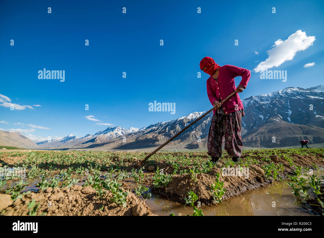 Una donna locale indossando un rosso pulover irrigazione dei campi al di sotto di Ki Gompa, un tibetano monastero buddista situato sulla sommità di una collina ad una altitudine di 4,166 me Foto Stock
