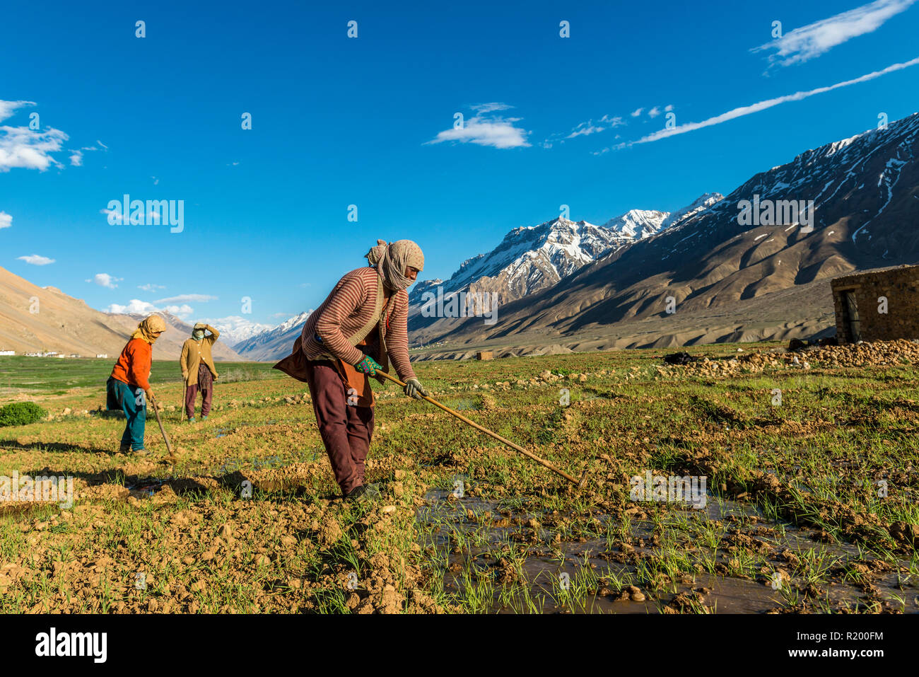 Quattro donne locali irrigazione dei campi al di sotto di Ki Gompa, un tibetano monastero buddista situato sulla sommità di una collina ad una altitudine di 4,166 metri Foto Stock