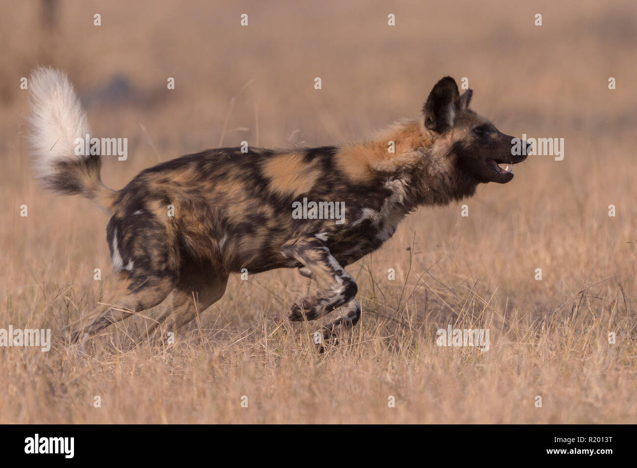 African Wild Dog (Lycaon pictus). Adulto in esecuzione in erba secca. Mala Mala Game Reserve, Sud Africa Foto Stock
