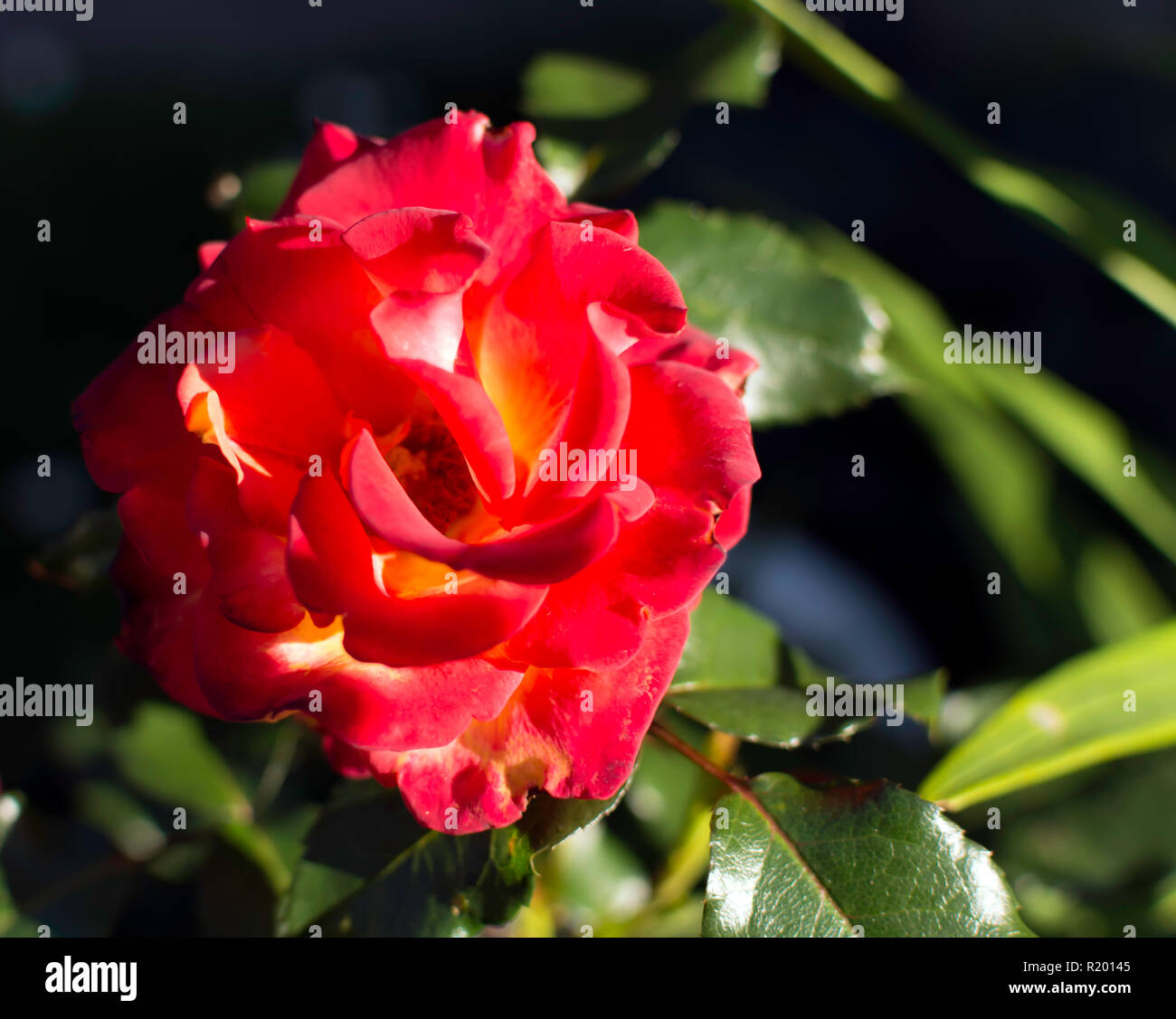 Rosso brillante fiore rosa ma ombreggiata con il fascio di luce del sole serale sui suoi petali. Incandescente luminose Red Rose, luce della sera, il fuoco selettivo. Foto Stock
