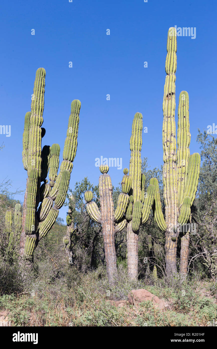 Il Gigante messicano Cardon Cactus (Pachycereus Pringlei). Cactus più grande al mondo. Baja California, Messico Foto Stock