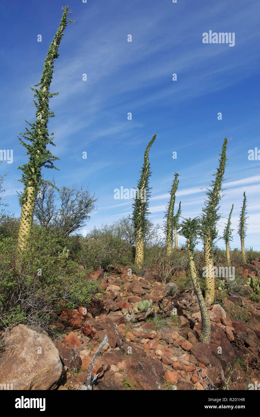 Boojum Tree (Fouquieria columnaris). Gruppo in semi-arido paesaggio. Messico, Baja California Sur, Sierra San Francisco, semi paesaggio del deserto, Boojum albero o cirio (Fouquieria columnaris) Foto Stock