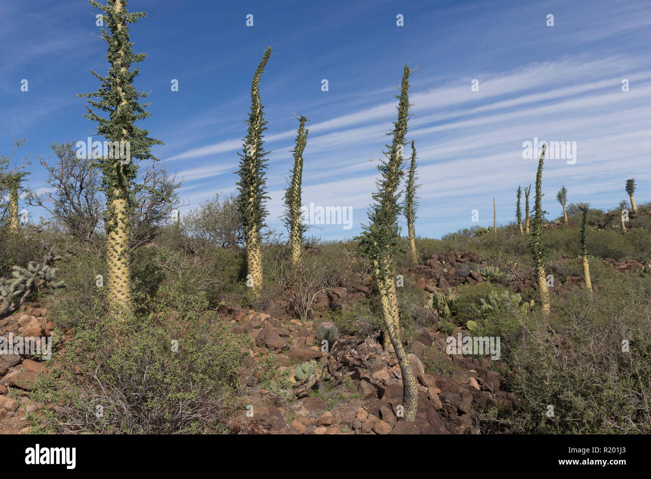 Boojum Tree (Fouquieria columnaris) . Gruppo in semi-arido paesaggio. Messico, Baja California Sur, Sierra San Francisco, semi paesaggio del deserto, Boojum albero o cirio (Fouquieria columnaris) Foto Stock
