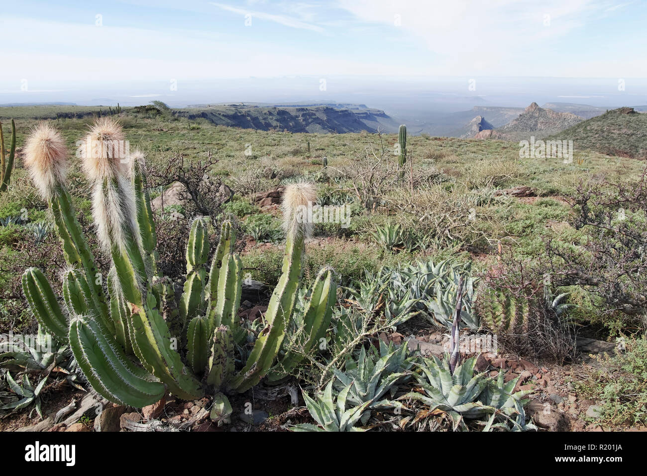Semi-arido deserto con cactus. America Centrale, Messico, Baja California Sur, Sierra San Francisco Foto Stock