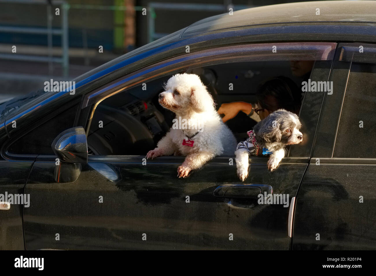 Due giovani cani a Bangkok, in Thailandia, in trepidante peeking fuori del loro proprietario auto Foto Stock