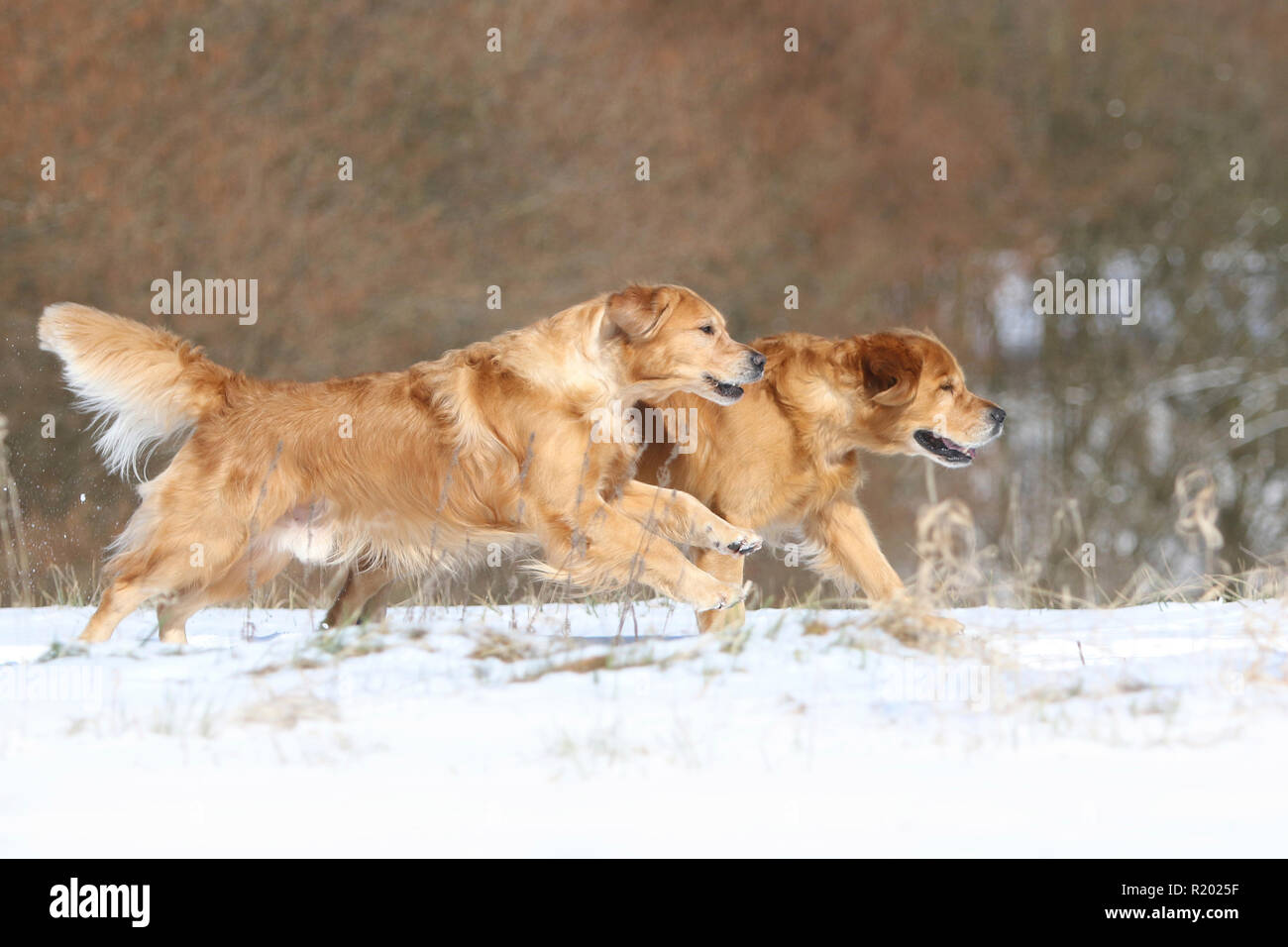 Golden Retriever. Padre (8 anni, dietro) e figlio di 3 anni, anteriore) in esecuzione accanto a ogni altro nella neve. Germania Foto Stock