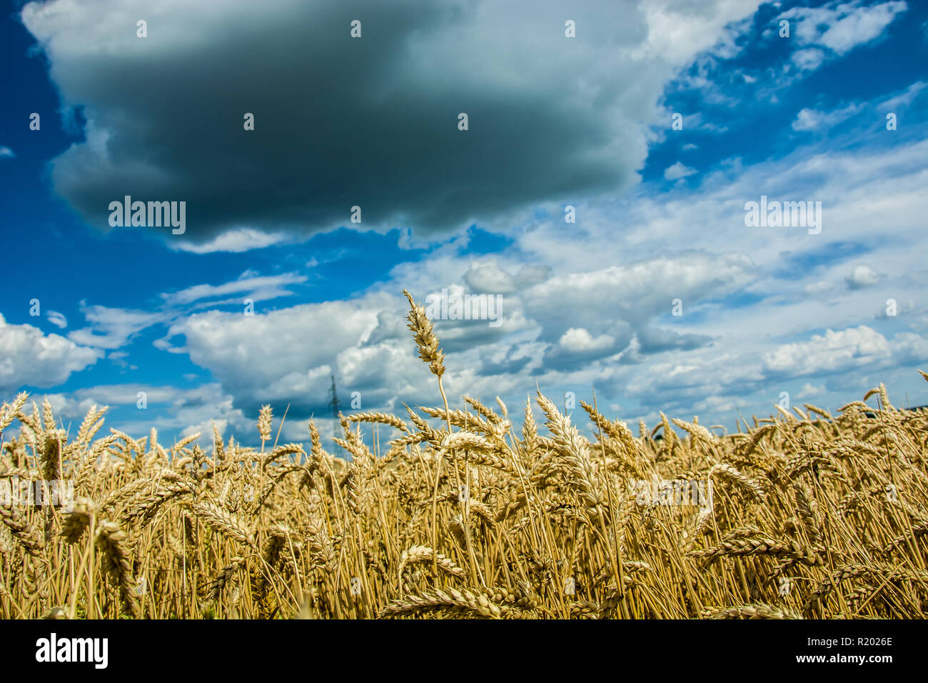 Dorate spighe di grano e nuvole nel cielo Foto Stock