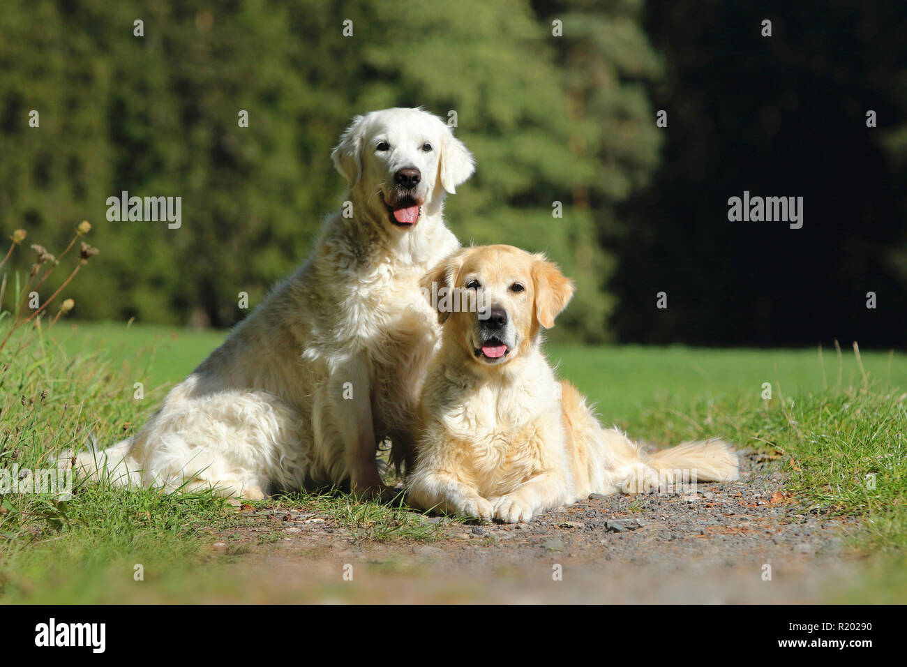 Golden Retriever. Madre (13 anni) giacenti e nostra figlia di 8 anni, seduta) accanto all'altra. Germania Foto Stock