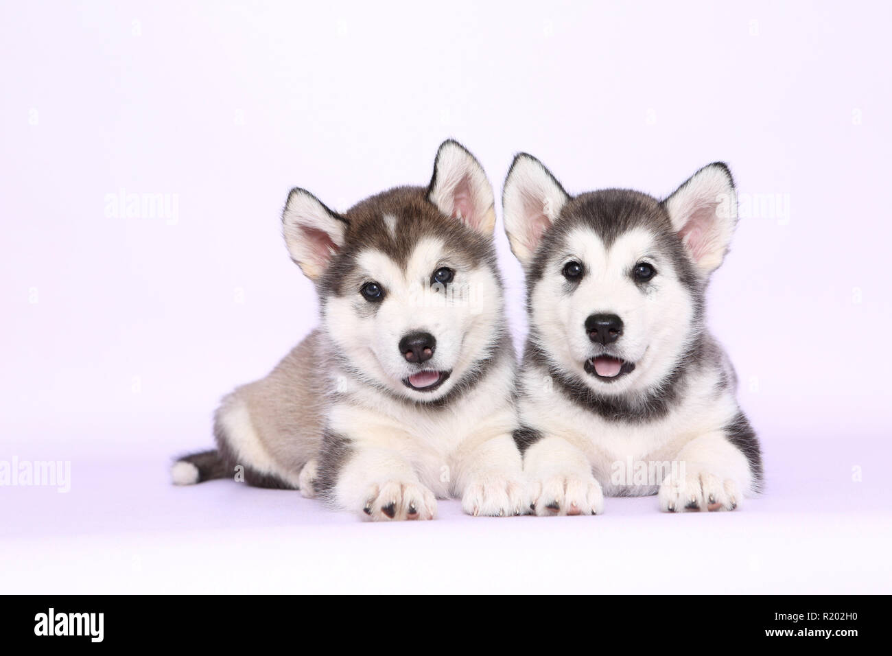 Alaskan Malamute. Due cuccioli (6 settimane di età) giacente, visto testa-a. Studio Immagine, visto contro uno sfondo viola. Germania Foto Stock