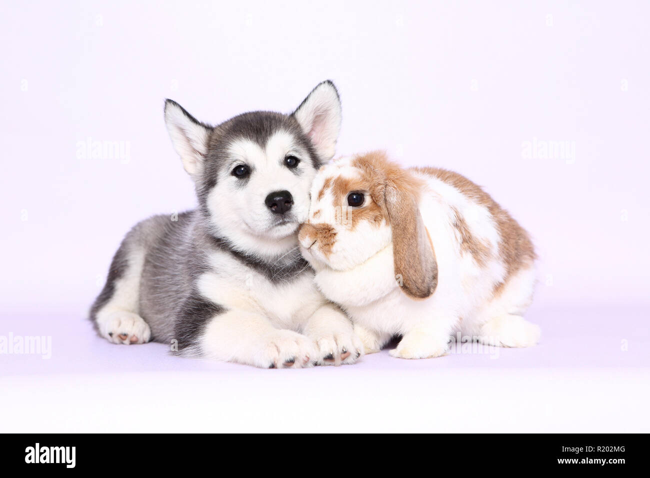 Alaskan Malamute. Cucciolo (6 settimane di età) e Mini Lop bunny accanto all'altra. Studio Immagine, visto contro un sfondo rosa. Germania Foto Stock