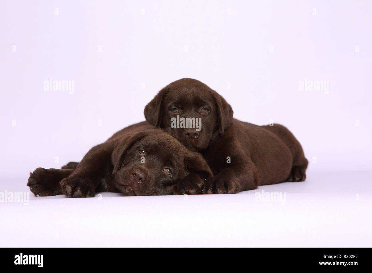 Il Labrador Retriever, Cioccolato Labrador. Due Cuccioli marrone (7 settimane di età) che giace accanto all'altra. Studio Immagine contro un sfondo rosa. Germania Foto Stock