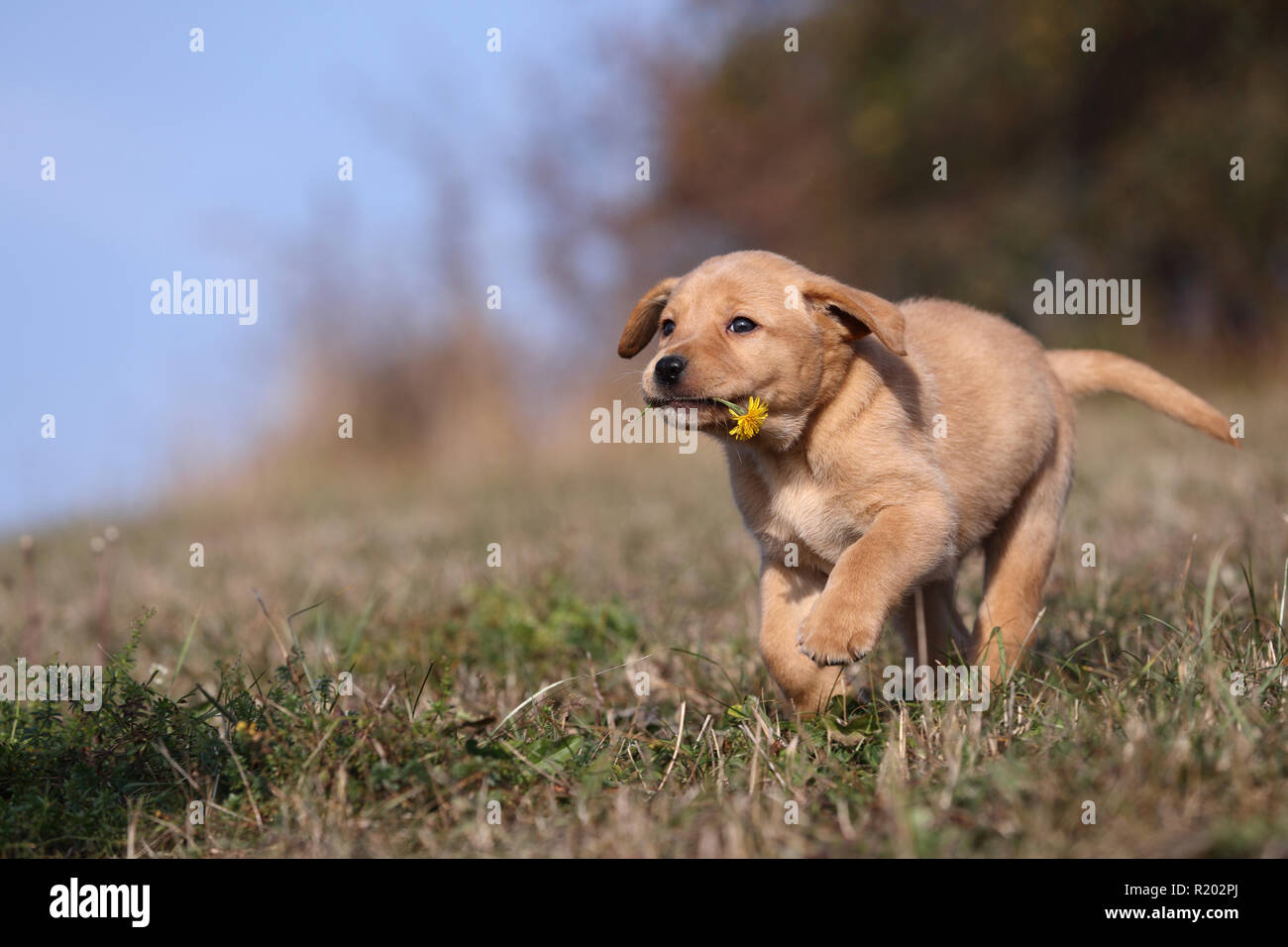 Il Labrador Retriever. Blonde cucciolo (6 settimane di età) in esecuzione su un prato con fiori di tarassaco nella sua bocca. Germania Foto Stock