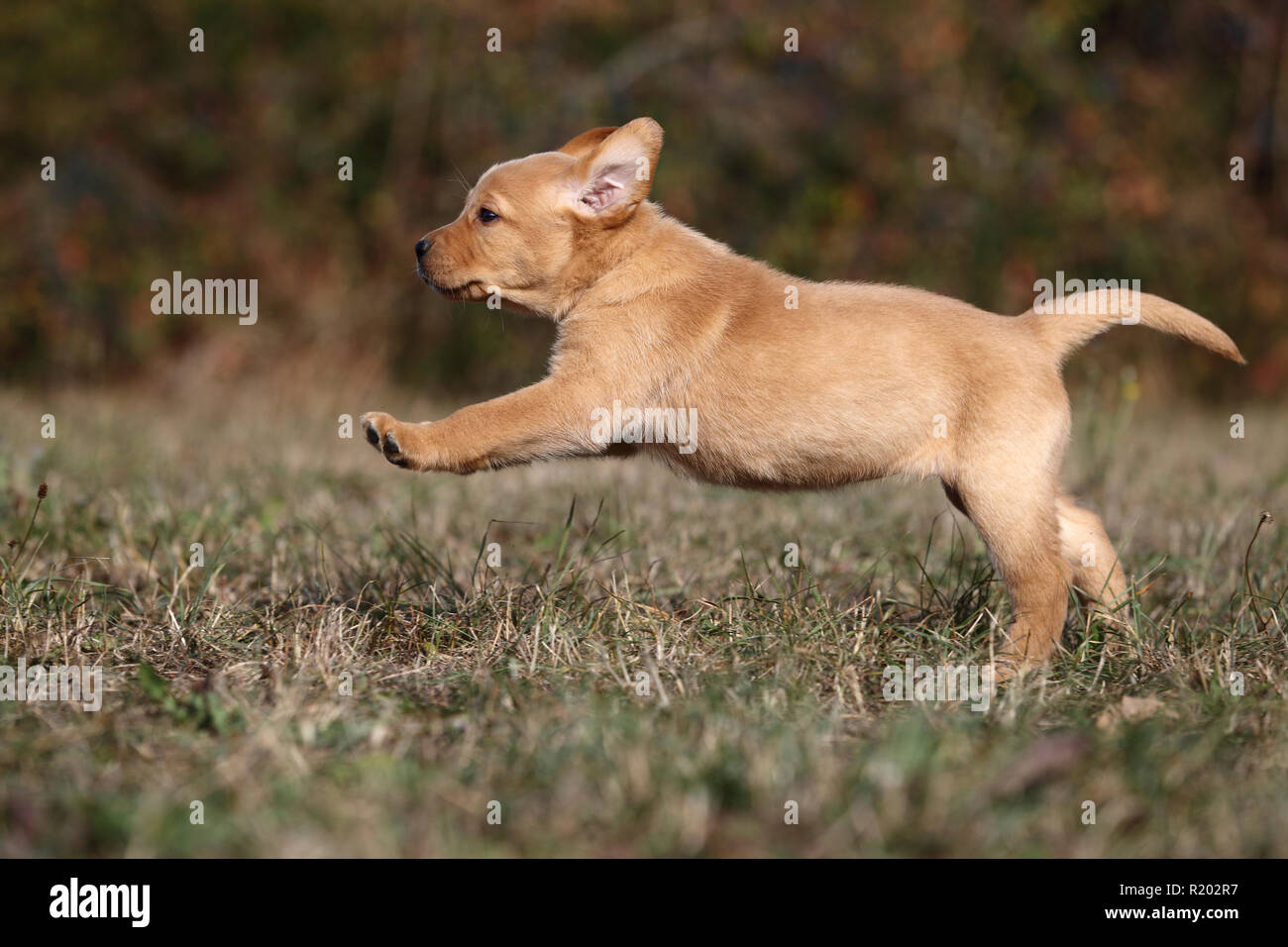Il Labrador Retriever. Blonde cucciolo (6 settimane di età) in esecuzione su un prato. Germania Foto Stock