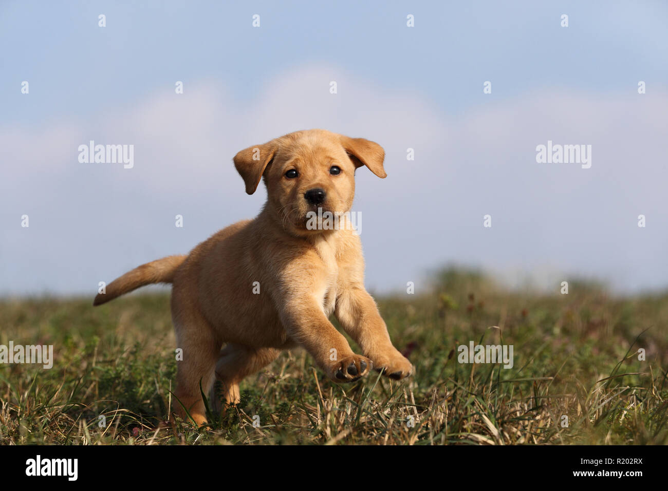 Il Labrador Retriever. Blonde cucciolo (6 settimane di età) in esecuzione su un prato. Germania Foto Stock