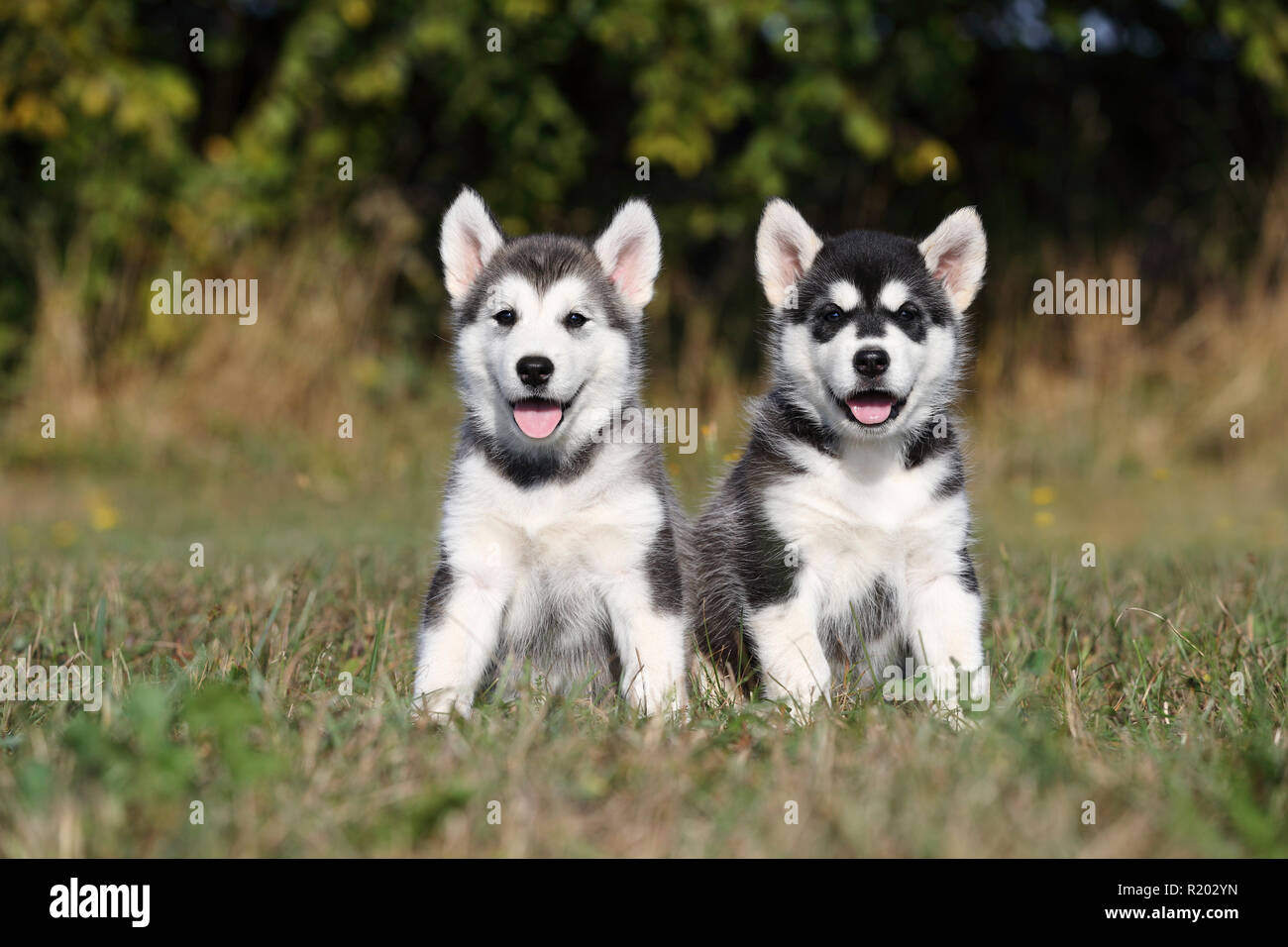 Alaskan Malamute. Due cuccioli (6 settimane di età) seduto su un prato. Germania Foto Stock