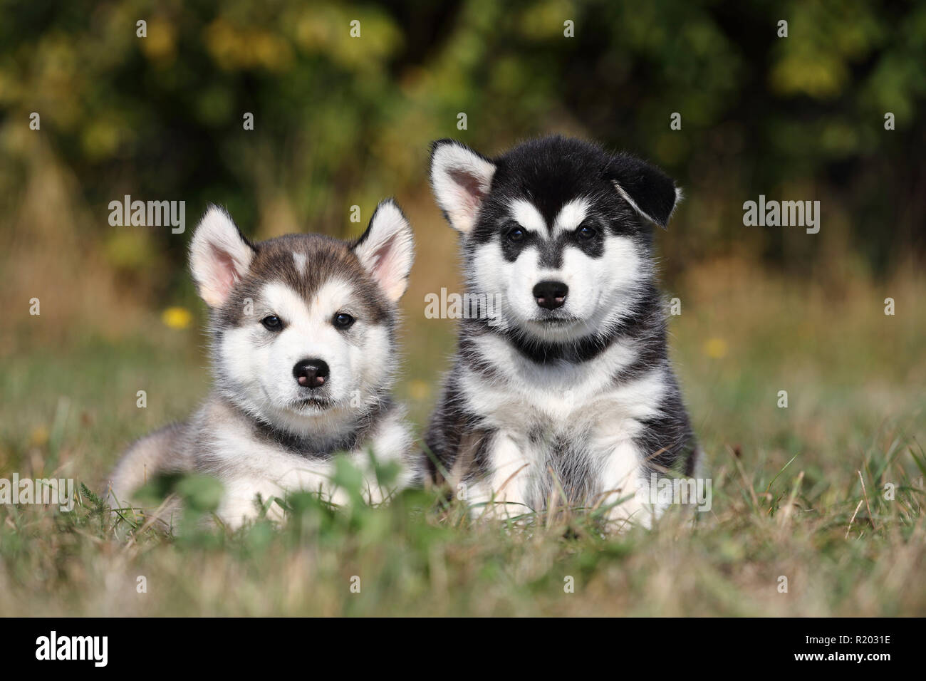 Alaskan Malamute. Due cuccioli (6 settimane di età) seduto o disteso su un prato. Germania Foto Stock