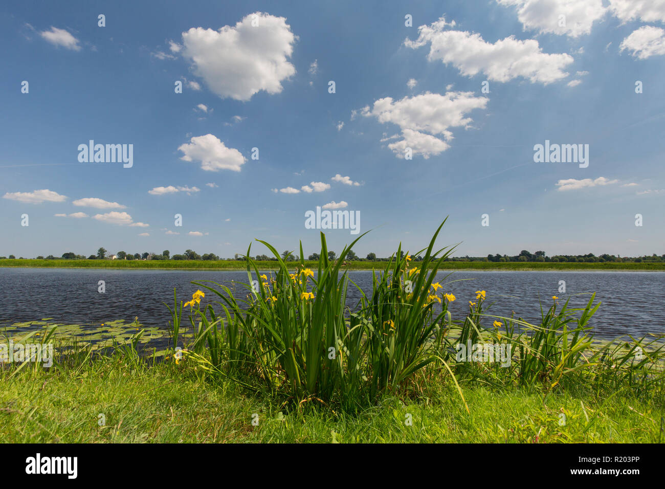 Paesaggio di Warta River-Mouth National Park, Polonia Foto Stock