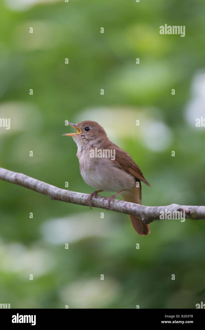 Nightingale (Luscinia megarhynchos). Maschio nella canzone mentre appollaiato su un ramoscello. Germania Foto Stock