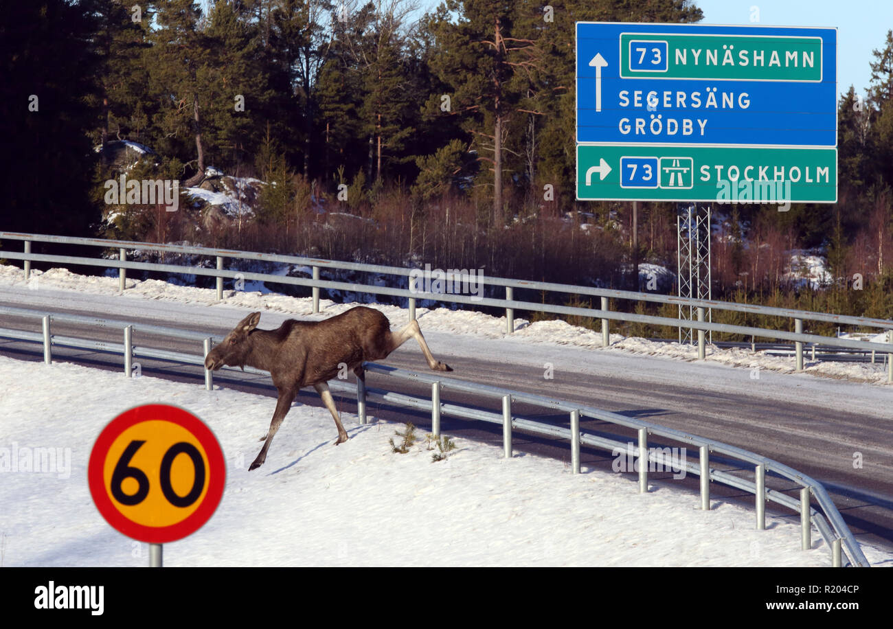 Elk, Moose, Deer che attraversa il ponte stradale Foto Stock