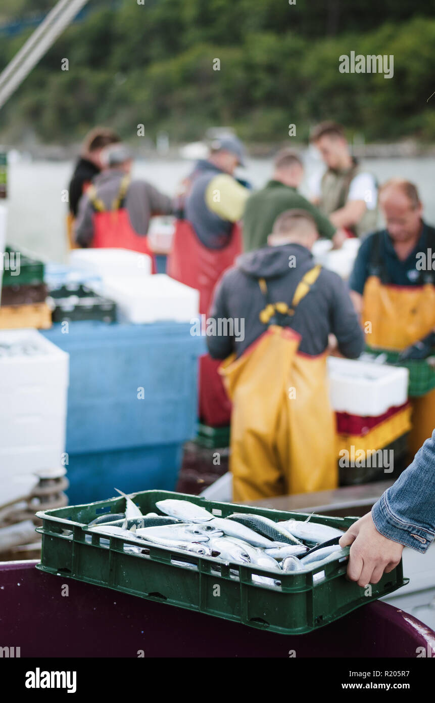 Cassa con pesce catturato e i pescatori a smistare pesce dopo la pesca Foto Stock