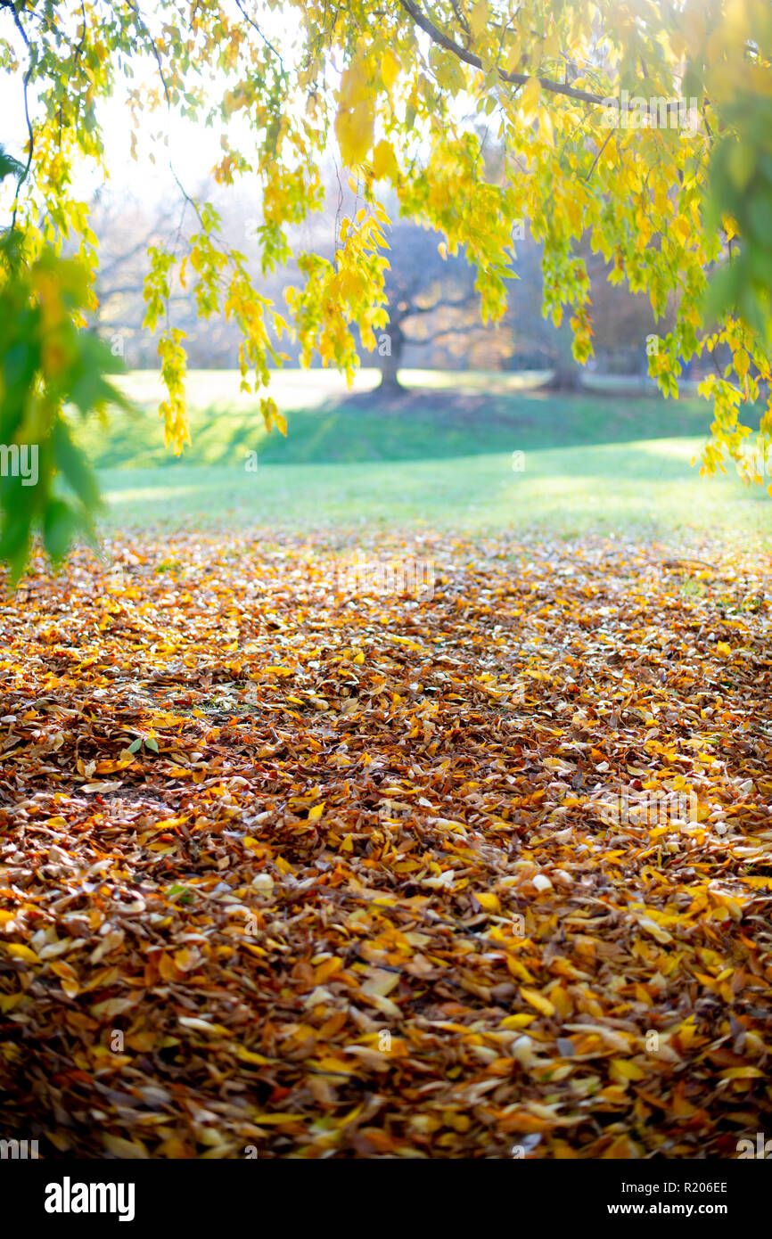 Stati Uniti Maryland MD Brookside Gardens Park in autunno cadono Wheaton Montgomery County Foto Stock