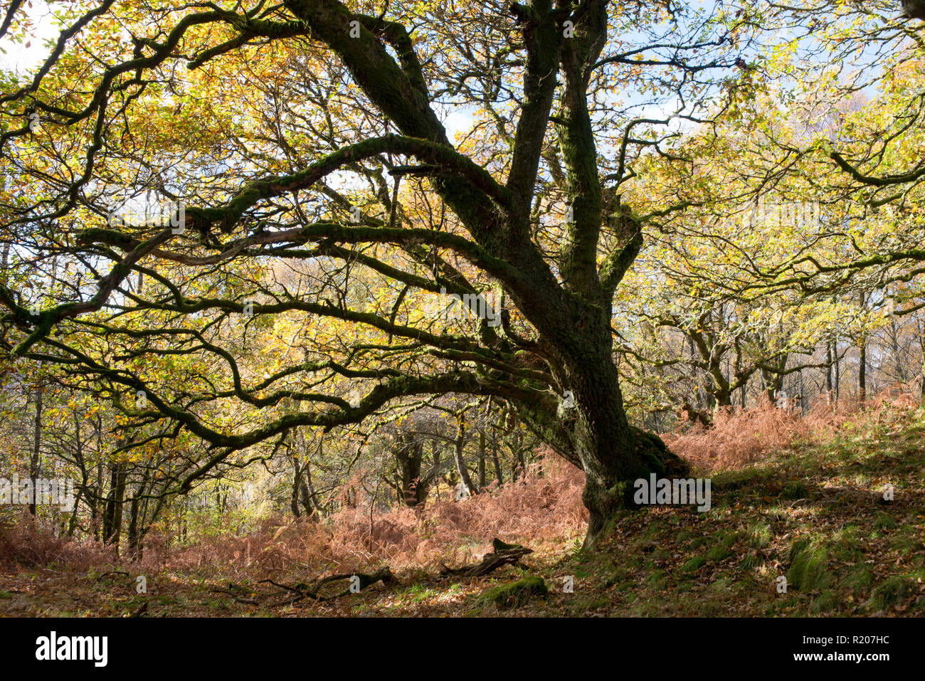 Woodland Trust Reserve a Glen Finglas in Loch Lomond e il Trossacks Parco Nazionale di Scozia () Foto Stock