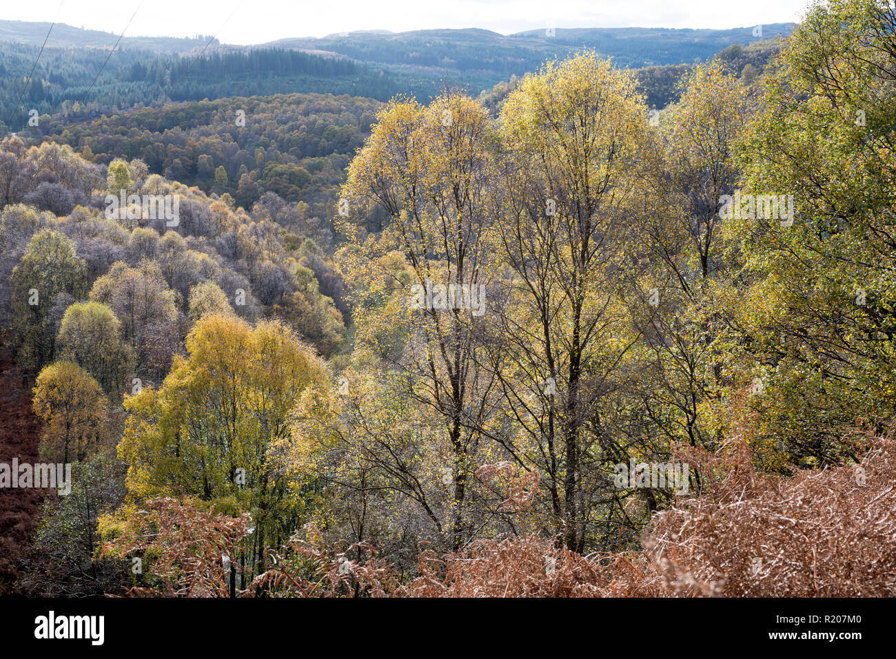 Woodland Trust Reserve a Glen Finglas in Loch Lomond e il Trossacks Parco Nazionale di Scozia Foto Stock