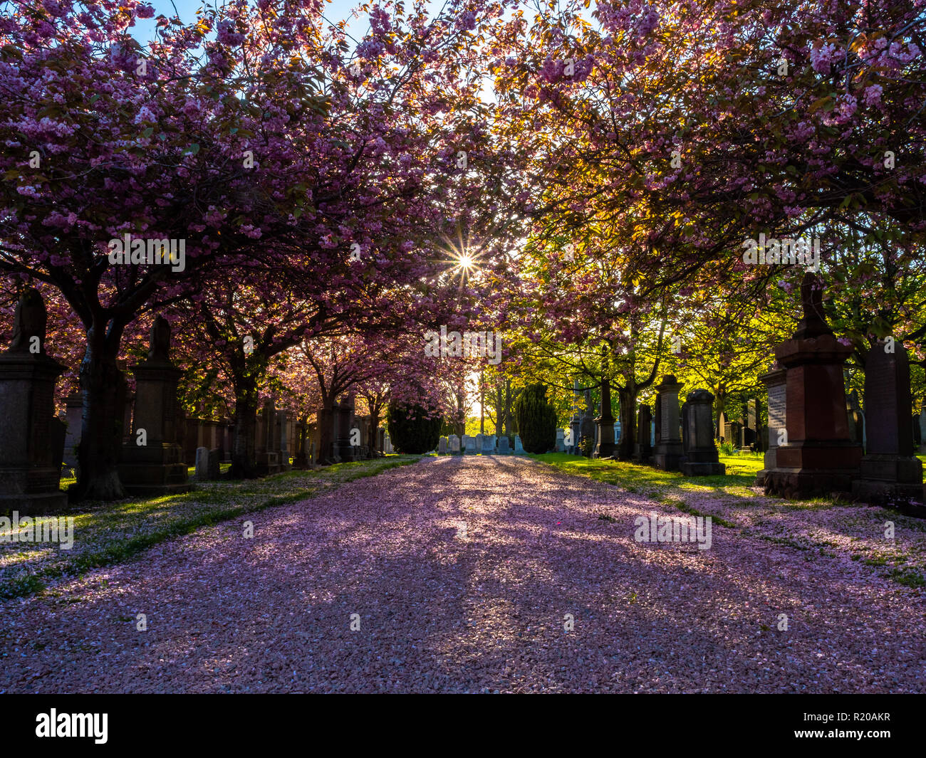 Cimitero di guerra in Aberdeen quando gli alberi sono in piena fioritura Foto Stock