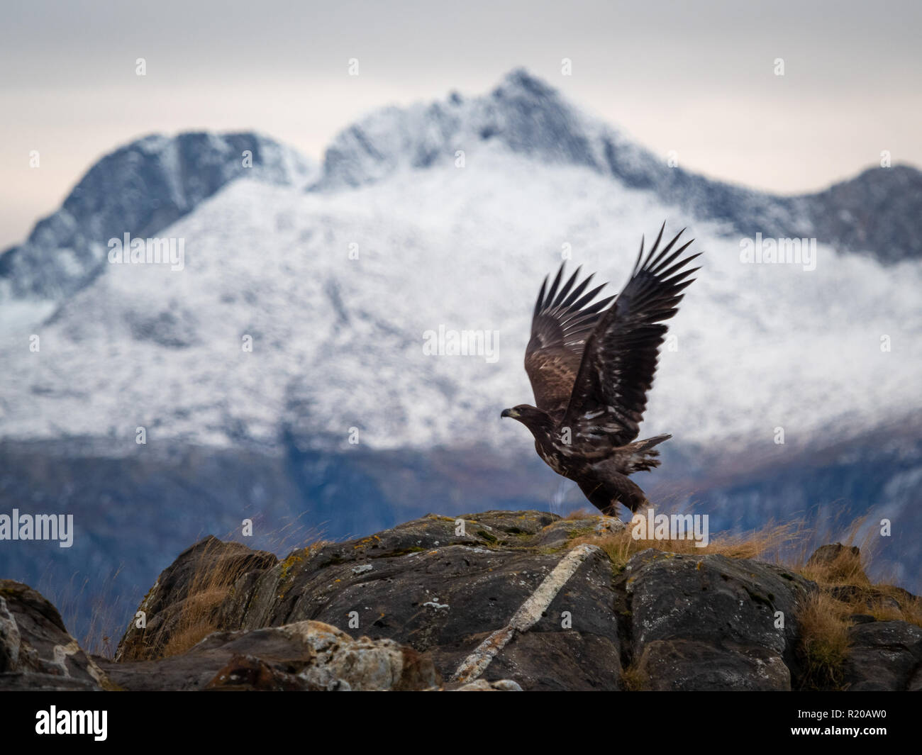 White Tailed Eagle al decollo. Foto Stock