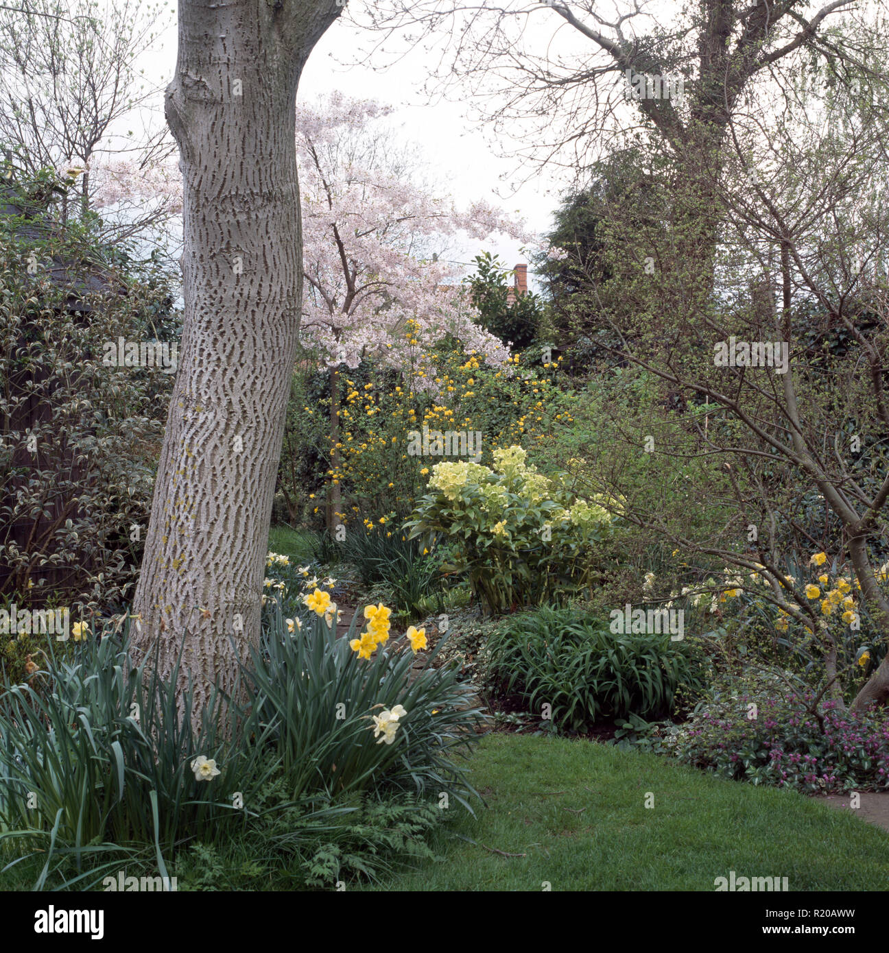 Giunchiglie crescente ai piedi di un albero nel giardino di primavera Foto Stock