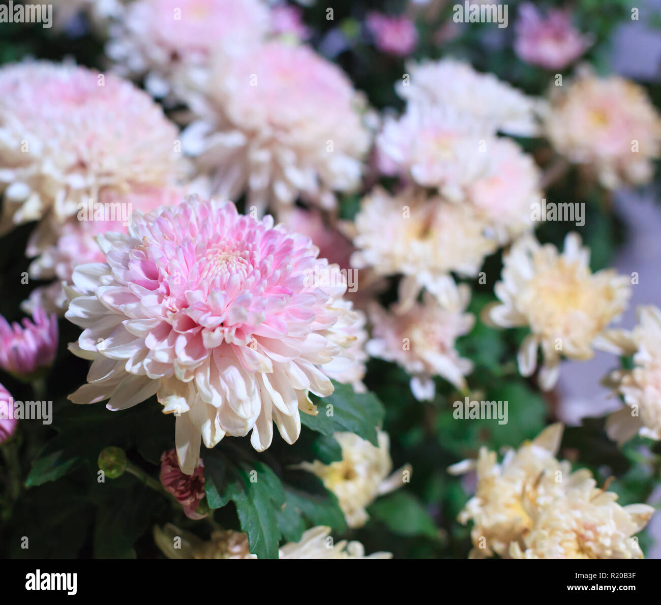 Bella rosa e bianco fioritura crisantemo fiori come immagine di sfondo. Crisantemo in bloom sfondo naturale, sfondo, Hardy garden mamme Foto Stock