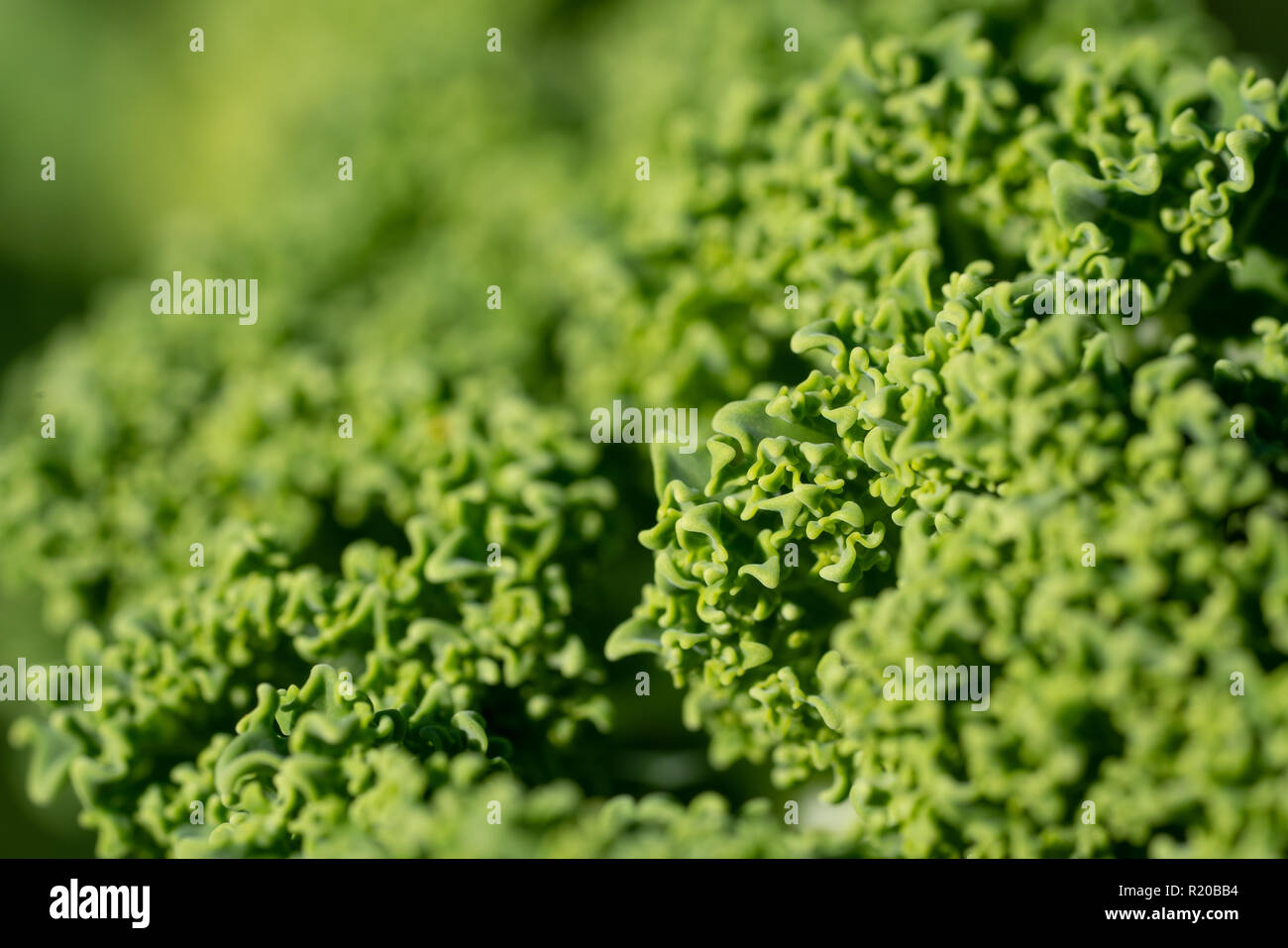 Kale (Brassica oleracea), verdura di stagione invernale Foto Stock