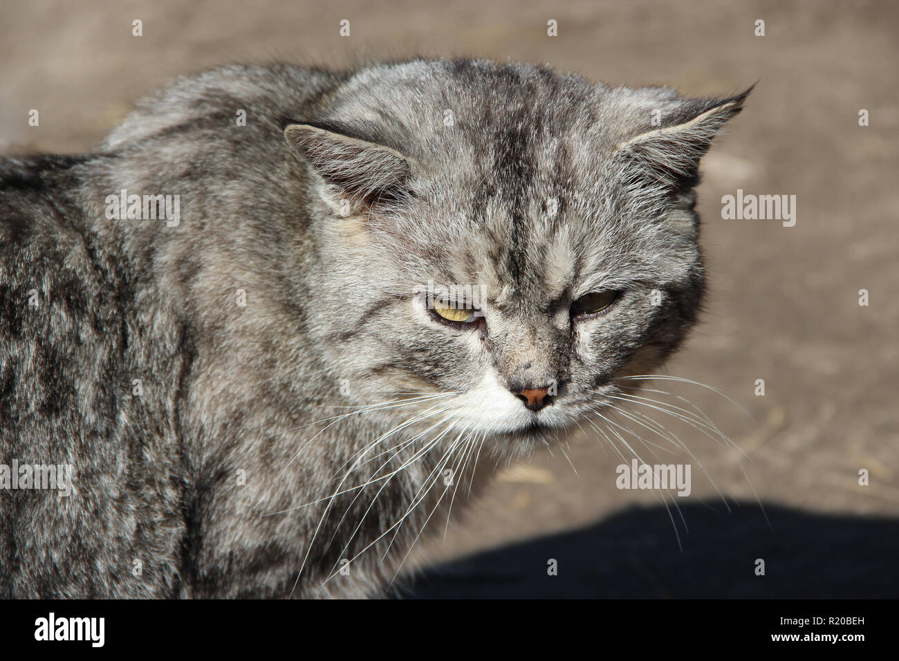 Scozzese cat dritto guardando rotondo in cantiere. Bella dritta scozzese cat. Animale domestico Foto Stock