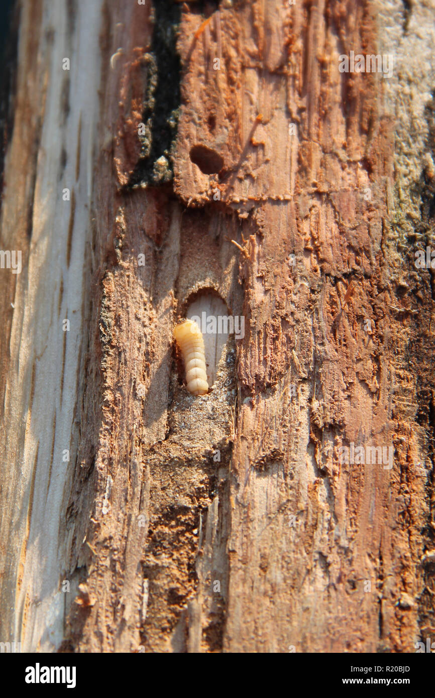 Larva di tarli vive sotto corteccia di pino. Arredamento comune beetle. Peste di Insetto Foto Stock