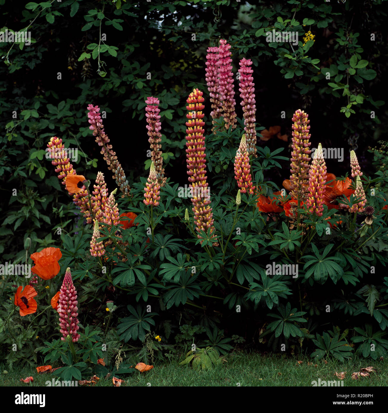 Rosa e arancio dei lupini in estate confine Foto Stock
